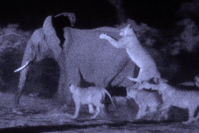 CLIP: 30 con sư tử hợp sức hạ sát voi rừng trong đêm