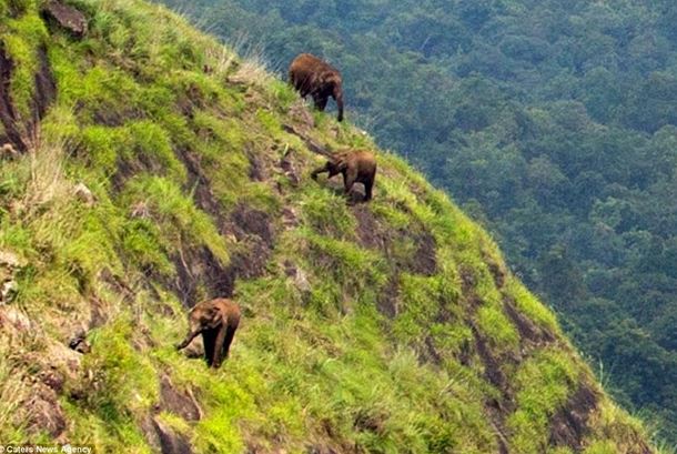 Hình ảnh kỳ lạ của những chú voi to kềnh càng trên vách núi cheo leo
