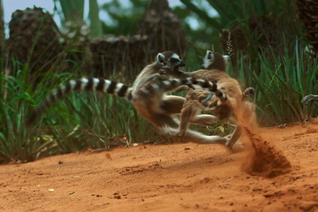 CLIP: ‘Băng đảng’ vượn cáo ác chiến tranh giành lãnh thổ