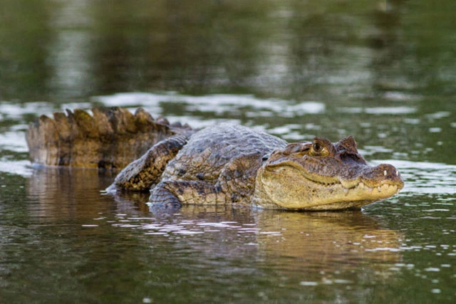 Trong các vùng ngập nước ở châu Mỹ, cá sấu Caiman là một trong những loài động vật săn mồi đáng sợ nhất. Với bộ hàm chắc khỏe và lực cắn đáng sợ, chúng có thể dễ dàng giết chết lợn rừng, linh dương… để làm thức ăn.