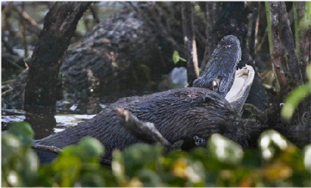 Trước đó, con rái cá lớn đã tóm gọn được chú cá sấu và nhanh chóng kéo con mồi tới một gốc cây ở gần đó và cắn chặt vào gáy con mồi.