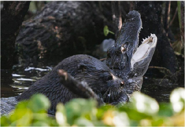 Rái cá khổng lồ hạ sát cá sấu Caiman làm thức ăn