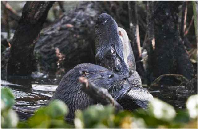 Cuộc tấn công cá sấu Caiman chưa trưởng thành này của rái cá lớn được ghi lại tại Vườn quốc gia Lake Woodruff, bang Florida, Mỹ.
