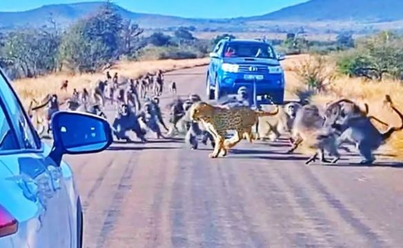 Clip: Báo hoa bất ngờ trở thành nạn nhân của đàn khỉ đầu chó