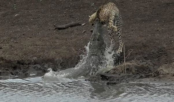 Clip: báo đốm mất mạng trước đòn bất ngờ của cá sấu sát thủ