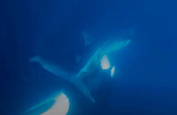 Clip: Cảnh hiếm cá voi sát thủ xẻ thịt cá nhám voi