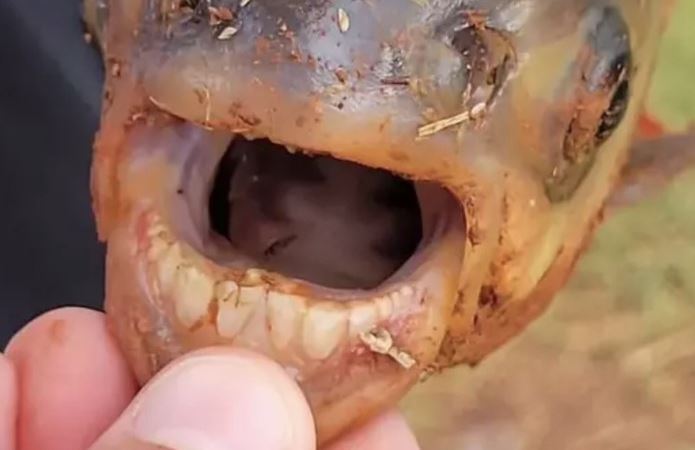 Bắt được cá có hàm răng giống người ở Oklahoma