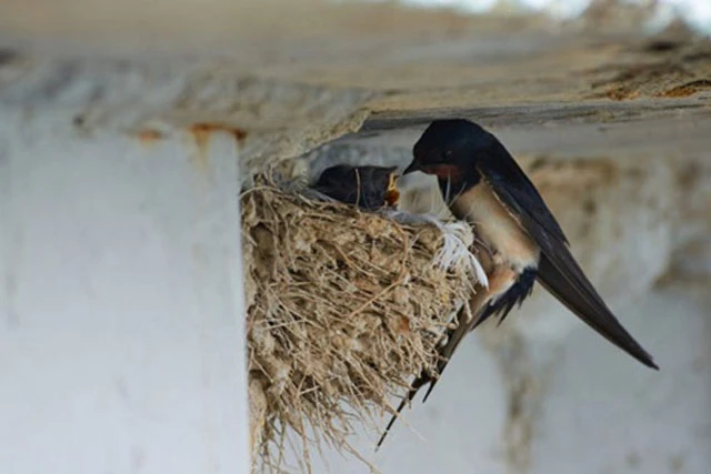 Chim én làm tổ trong nhà có thể báo hiệu sự an lành cho gia chủ.
