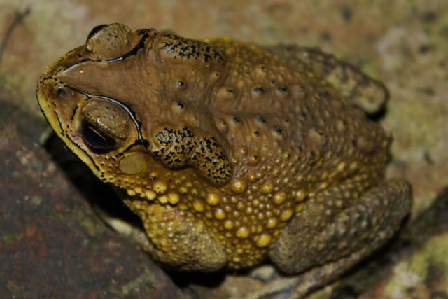 T&#x1ED5; ti&#xEA;n d&#x1EB7;n d&#xF2;: Nh&#x1EEF;ng lo&#xE0;i &#x111;&#x1ED9;ng v&#x1EAD;t v&#xE0;o nh&#xE0; b&#xE1;o hi&#x1EC7;u &#x111;i&#x1EC1;m l&#xE0;nh, &#x111;&#x1EEB;ng d&#x1EA1;i &#x111;u&#x1ED5;i &#x111;i k&#x1EBB;o hao t&#xE0;i, t&#x1ED1;n l&#x1ED9;c