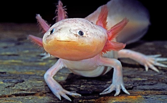 Loài lưỡng cư có thể mọc lại cơ thể và trẻ mãi không già