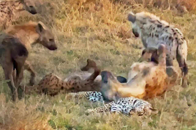 CLIP: Bầy linh cẩu thản nhiên chơi đùa bên xác báo hoa mai