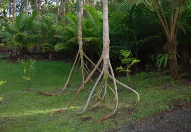 Bí ẩn loài cây duy nhất trên thế giới có thể 'đi bộ': Bộ rễ cao bất thường, đi được 20m/năm?