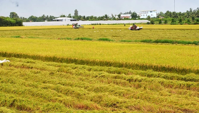 Thu hoạch lúa trên cánh mẫu lớn ở Đồng bằng sông Cửu Long.