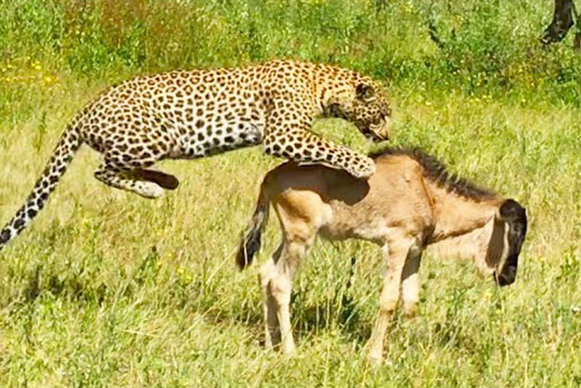 CLIP: Linh dương đầu bò con đứng im cho báo hoa mai hạ sát