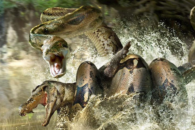 CLIP: Khám phá loài rắn khổng lồ, đáng sợ nhất từng tồn tại trên Trái Đất