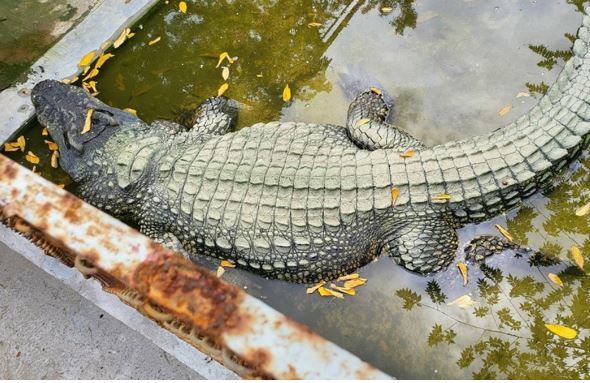 Cận cảnh 'cá sấu vua' lớn nhất Việt Nam: Nặng cả nửa tấn, chiều dài kinh ngạc khiến ai cũng choáng