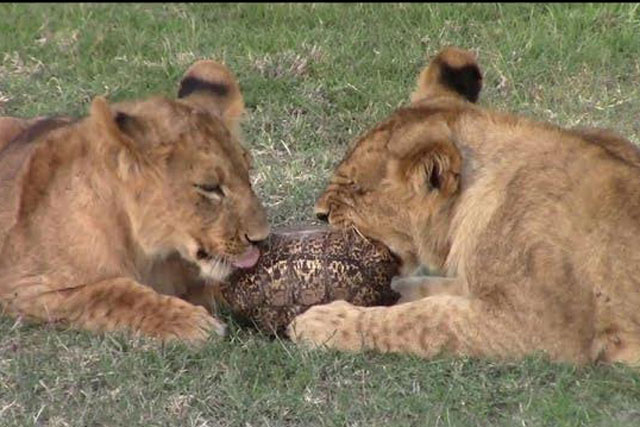 CLIP: 2 chú sư tử bất lực trước khả năng ‘mình đồng da sắt’ của rùa