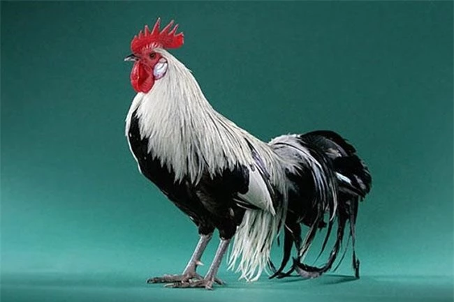 Ngắm nhìn giống gà có đuôi dài nhất Thế giới, có giá lên đến hàng trăm triệu đồng mỗi con - 12
