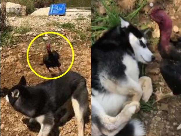 Gửi chó cưng ngỗ ngược về quê, 30 phút sau, chàng trai tá hỏa khi nhận được cuộc gọi từ người thân