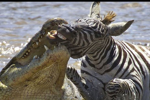 CLIP: Những màn săn mồi đáng sợ của cá sấu
