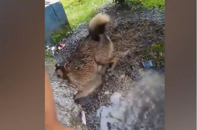 Clip: Chó mẹ chui xuống hang cứu sống 3 con khỏi chết đuối