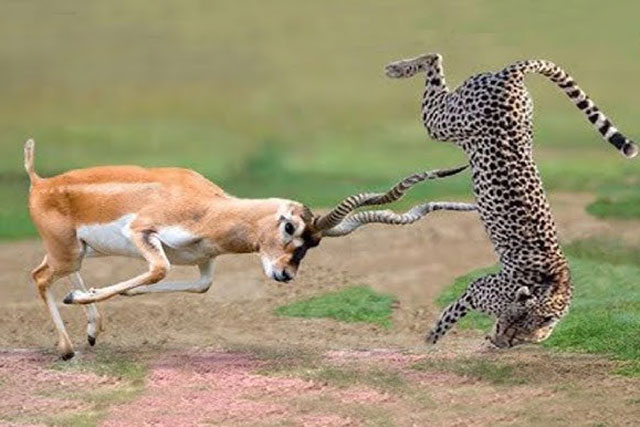 CLIP: Linh dương Grant tung đòn hiểm khiến báo săn thủng ngực