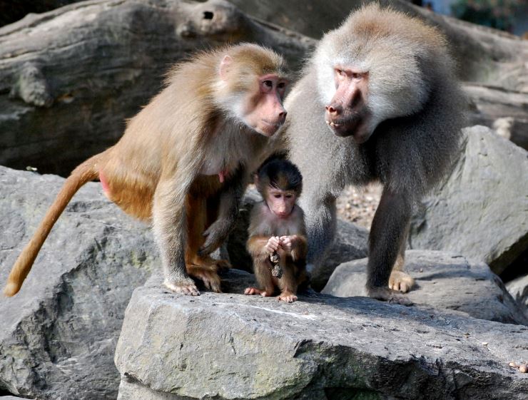 Tại sao một số loài động vật lại có thể nhận con nuôi giống như loài người?