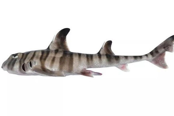 Xuất hiện "quái ngư" răng giống người, mình như hóa thạch sống