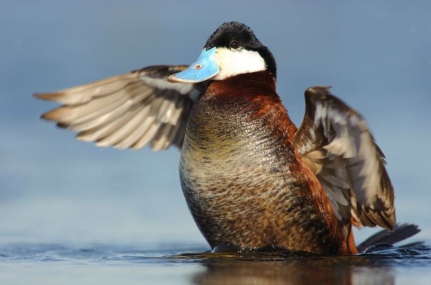 Cạnh tranh giao phối khiến vịt phải... kéo dài dương vật