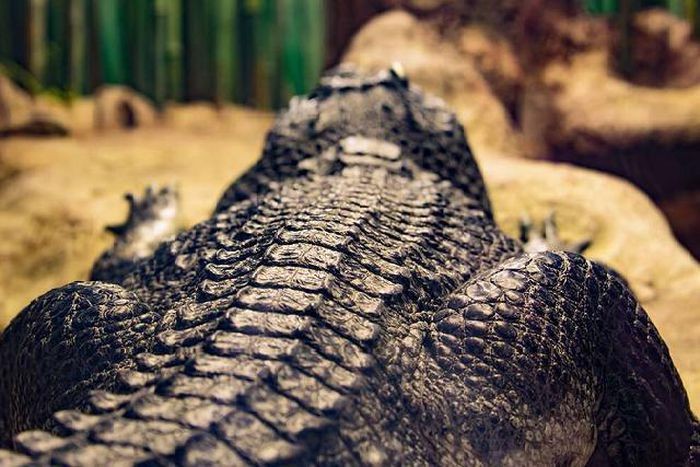 Kinh hoàng 'quái vật Gustave' - cá sấu khổng lồ tinh khôn thích ăn thịt người