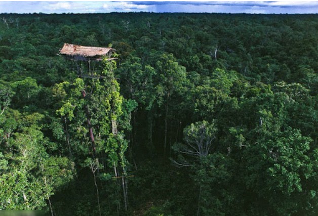 Chàng trai không mua nhà mà quyết sống… trên cây, 6 tháng không xuống đất 1 lần: Đằng sau là lý do cảm động