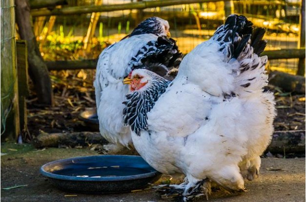 "Vua của các loại gà" có giá 15 triệu/1 con, nhiều con nặng tới 18kg, muốn mua phải đặt trước cả tháng