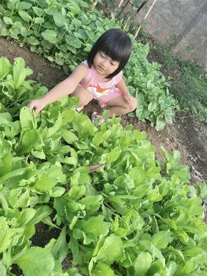 Vườn rau nhỏ do gia đình tự trồng