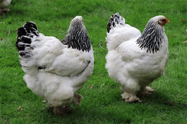 "Vua của các loại gà" có giá 15 triệu/1 con, nhiều con nặng tới 18kg, muốn mua phải đặt trước cả tháng - 1