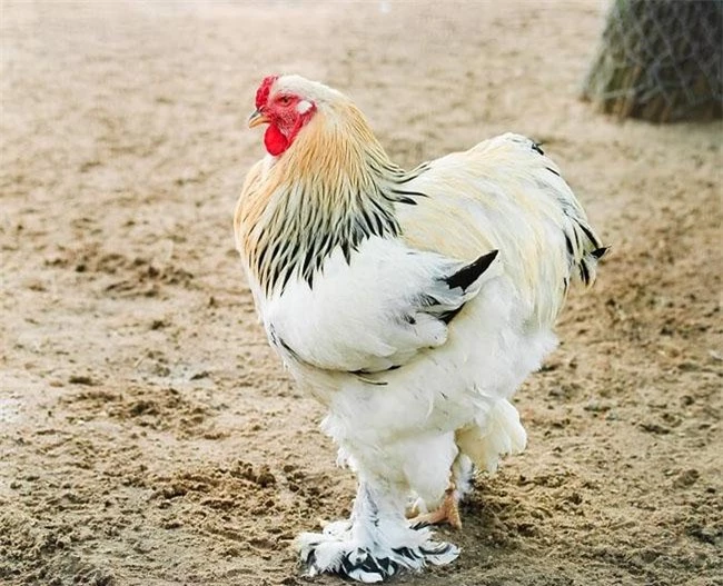 "Vua của các loại gà" có giá 15 triệu/1 con, nhiều con nặng tới 18kg, muốn mua phải đặt trước cả tháng - 2
