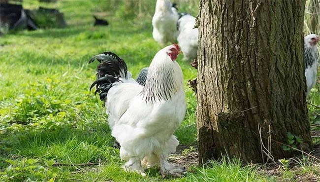 "Vua của các loại gà" có giá 15 triệu/1 con, nhiều con nặng tới 18kg, muốn mua phải đặt trước cả tháng - 3