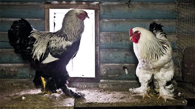 "Vua của các loại gà" có giá 15 triệu/1 con, nhiều con nặng tới 18kg, muốn mua phải đặt trước cả tháng - 4