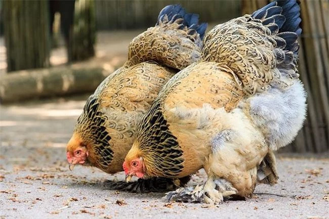 "Vua của các loại gà" có giá 15 triệu/1 con, nhiều con nặng tới 18kg, muốn mua phải đặt trước cả tháng - 5