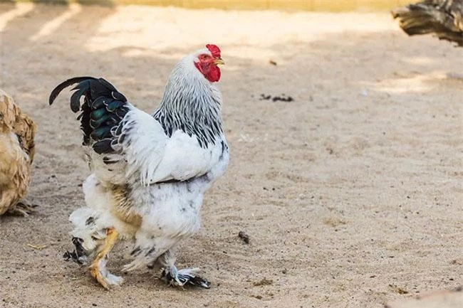 "Vua của các loại gà" có giá 15 triệu/1 con, nhiều con nặng tới 18kg, muốn mua phải đặt trước cả tháng - 6