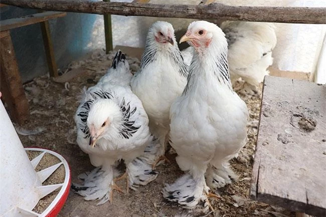 "Vua của các loại gà" có giá 15 triệu/1 con, nhiều con nặng tới 18kg, muốn mua phải đặt trước cả tháng - 7