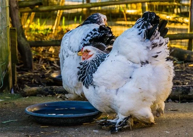 "Vua của các loại gà" có giá 15 triệu/1 con, nhiều con nặng tới 18kg, muốn mua phải đặt trước cả tháng - 8