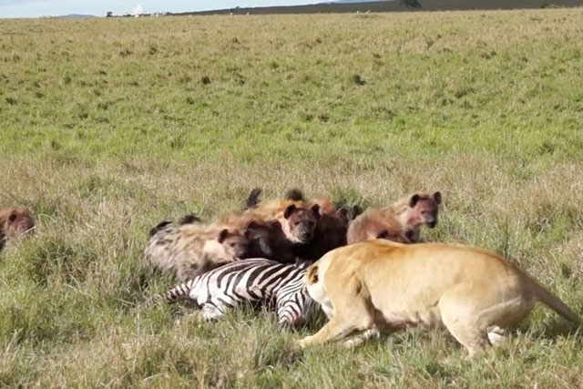 CLIP: Sư tử nhận ‘cái kết đắng’ khi tranh mồi với linh cẩu