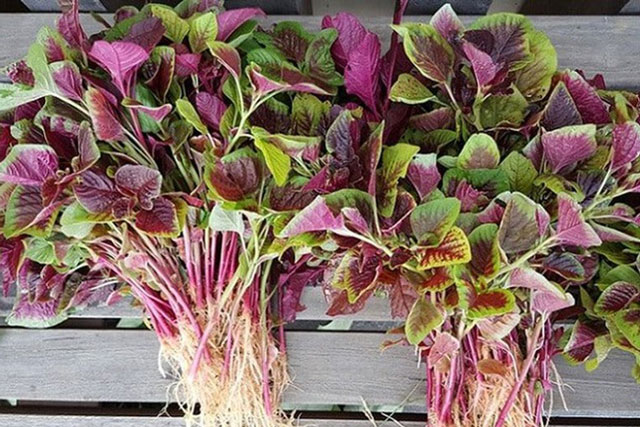 Loại rau mọc dại ở Việt Nam có nhiều người vứt bỏ mà không hay biết: Là vị thuốc quý chữa nhiều bệnh