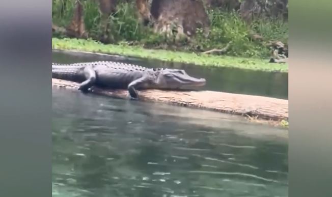 Clip: Thư giãn trên sông, ba phụ nữ bất ngờ chạm trán cá sấu