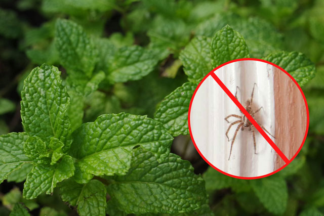Cách đuổi nhện ra khỏi nhà hoàn toàn tự nhiên, không độc hại, không phải ai cũng biết
