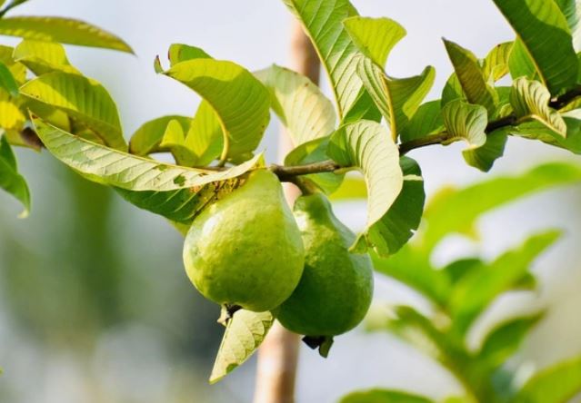 'Thuốc chữa tiêu chảy tự nhiên' từ búp ổi non