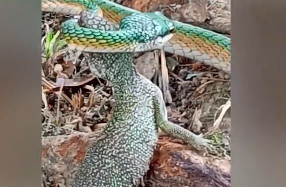 Clip: Bất ngờ cuộc quyết chiến giữa rắn và thằn lằn