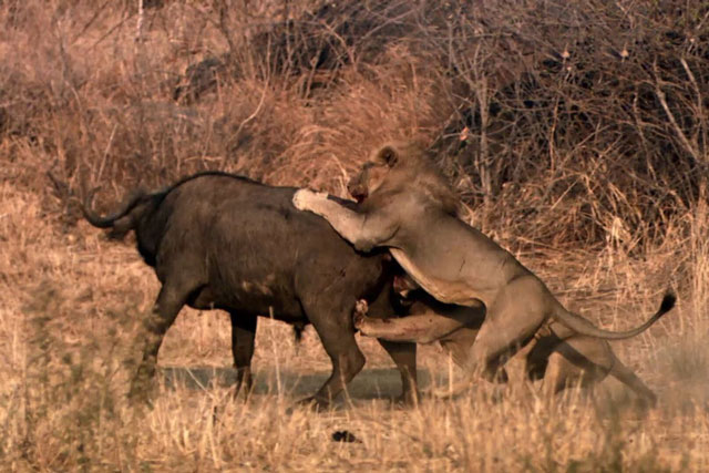 CLIP: Trâu rừng quá khỏe, húc 2 sư tử đực ‘chạy trối chết’