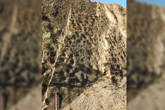 Nắng chiếu đúng góc, 'bóng ma' quái thú tự hiện ra giữa rừng