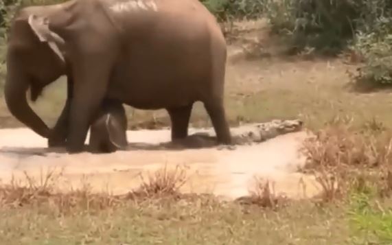 Clip: Voi mẹ dũng cảm bảo vệ con khỏi hàm cá sấu